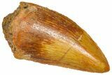 Serrated Raptor Tooth - Real Dinosaur Tooth #360991-1